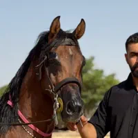 اسب سواری کوهدشت (مجموعه تفریحی)|خدمات آموزشی|کوهدشت, |دیوار