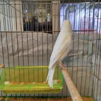 فروش قناری نر|پرنده|فردیس, شهرک شهید حسینی|دیوار