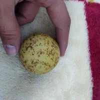 گوی شب چراغ سنگ آسیاب