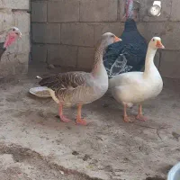 یک جفت  غاز