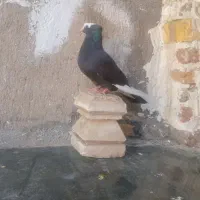 کفتر|پرنده|کوهدشت, |دیوار