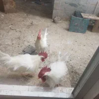 خروس