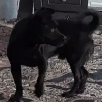 سگ گمشده سگ گمشده.. مژدگانی هم داده میشود|سگ|بم, |دیوار