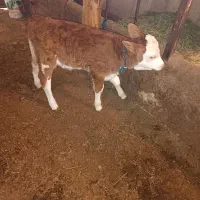 گوساله ماده دوعدد|حیوانات مزرعه|کشاورز, |دیوار