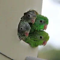 راهنمایی ازپرنده فروشی وتکثیرکننده طوطی