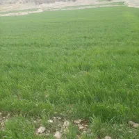 فروش-زمین-کشاورزی
