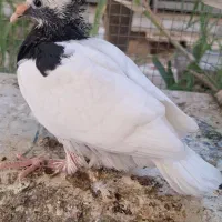 جفت طوقی طوق سیاه نر رنگ واکسی و طوق آبی فیروزه ای