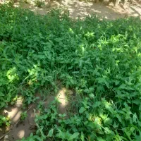 نهال زرشک وعناب