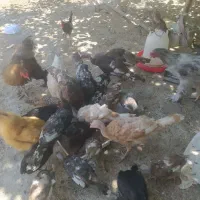 بوقلمون