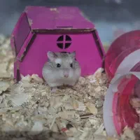 همستر روبروفسکی