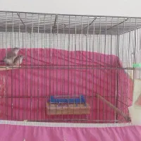 فنچ پاکستانی|پرنده|بهبهان, |دیوار