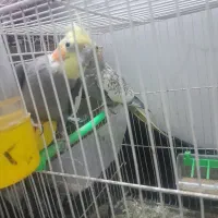 عروس هلندی نروماده دم تخم