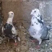 یه جفت گلی بزک