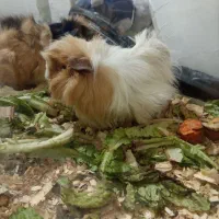 فروش ۴ عدد خرگوش خوکچه هندی عروسک فشن