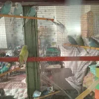 پرنده مرغ عشق|پرنده|پیر بکران, |دیوار