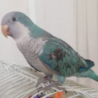 گمشده
