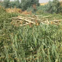 خرید چوب درخت