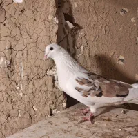 پشدار سرور نر معاوضه با کفتر ماده