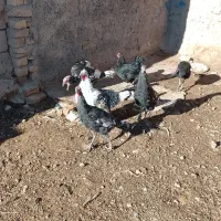 فروش 6عدد بوقلمون|حیوانات مزرعه|قیدار, |دیوار