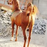 اسب کره نریان