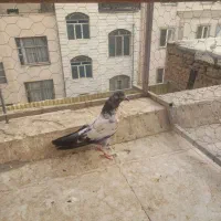 کفتر ۸تا جوجه کهنه گرفتنی معاوضه با عروس  شهرری|پرنده|ری, حمزه‌آباد|دیوار