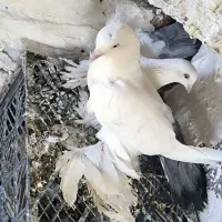 کبوتر کله ای و سبکیلی گوی گویروخ توحلی|پرنده|اسکو, |دیوار