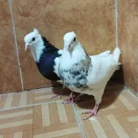 طوقی|پرنده|دره شهر, |دیوار