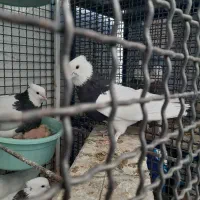 کبوتر طوقی|پرنده|نهبندان, |دیوار