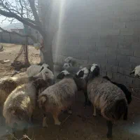 میش داشتی|حیوانات مزرعه|بروجن, |دیوار