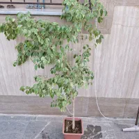 گل و گیاه|گل و گیاه طبیعی|اصفهان, تیران|دیوار