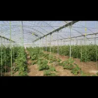 گلخانه دشت مکسوخته جالق