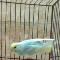 مرغ عشق خانگی|پرنده|کاشان, شهرک انقلاب|دیوار