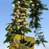 خرید نهال رویشی پایه جی ان بادام تونو