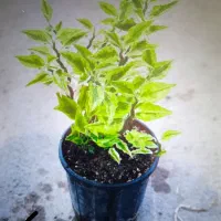 گلدان چینی|کلکسیون و سرگرمی|بروجرد, |دیوار