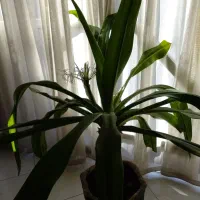 سه تا گلدان گل|گل و گیاه طبیعی|اصفهان, مفتح|دیوار