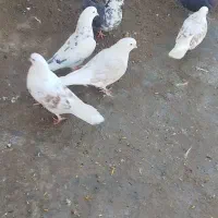 کفتر عالی به شرط|پرنده|خزل, |دیوار