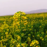 زمین کشاورزی