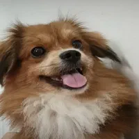 سگ میکس پامر شیتزو جنسیت نر