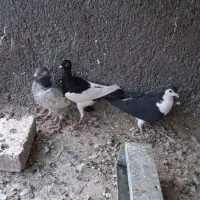 سه عدد رنجر