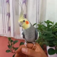 عروس هلندی نر اهلی آماده جفت