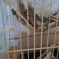 پرنده|پرنده|کوچصفهان, |دیوار