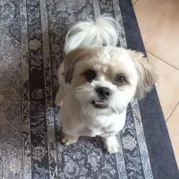 سگ نر دو ساله|سگ|تهران, اسکندری|دیوار