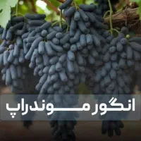 فروش نهـالــهای پـربار