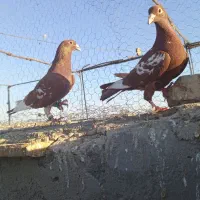 کفتر رنگه عروسک|پرنده|زهک, |دیوار