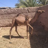 شتر