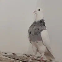 کبوتر طوقی.|پرنده|ابریشم, |دیوار