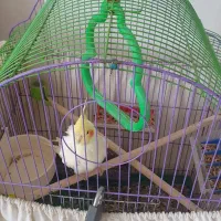 پرنده عروس هلندی لوتینو