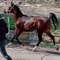 مادیون یکسر