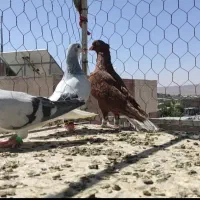 کفتر صید و رنگی