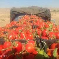 با سلام فروش گوجه میدانی|خوردنی و آشامیدنی|سرچهان, |دیوار
